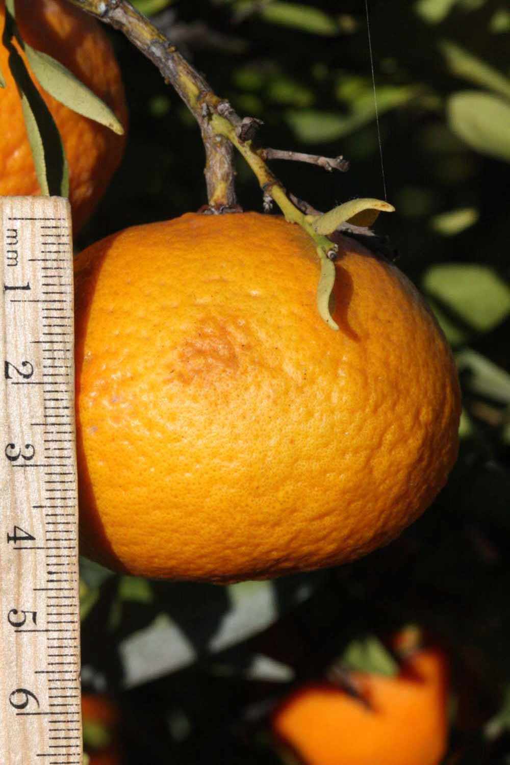            Fruit (Riverside, CA)   